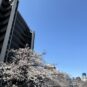 桜のシーズンには目の前を流れる大横川には桜が咲き誇ります。