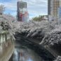 敷地内すぐそばに神田川が流れています